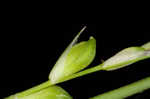 Ouachita Mountain sedge